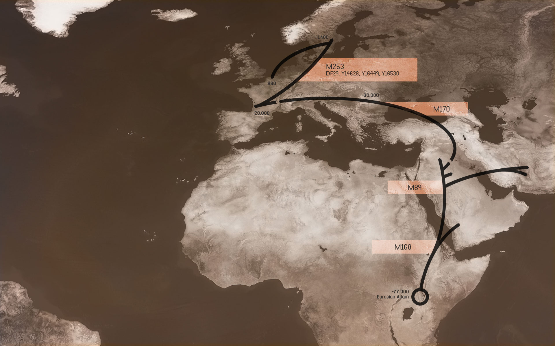 The Kindt family ancestors' journey from the Eurasian Adam (-77,000 BC) to the present day, originating in East Africa (M168), passing through the Middle East (M89), the Balkans (M170), south-west France, Sweden and Belgium (M253, DF29, Y14628, Y16449, Y16530).